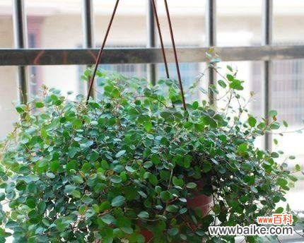 探索吊兰的神奇世界 吊兰花语含义