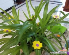 探索吊兰的神奇世界 吊兰花语含义