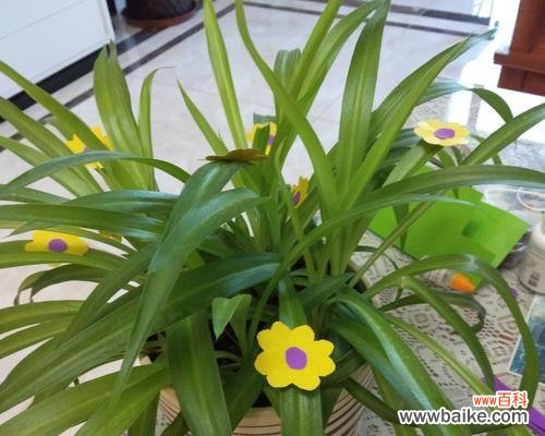 探索吊兰的神奇世界 吊兰花语含义