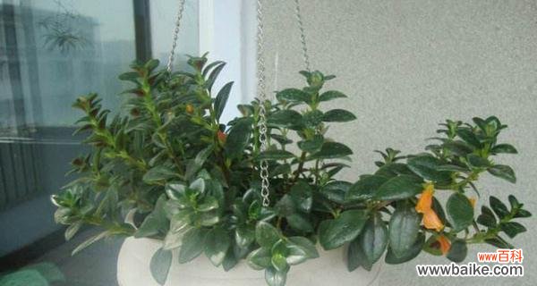 探索吊兰的神奇世界 吊兰花语含义