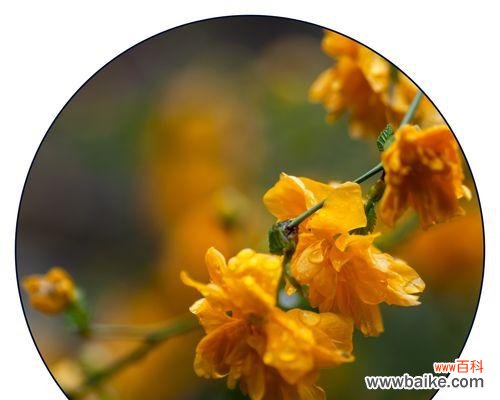 探寻以棣棠花为主题的花语 以棣棠花的花语