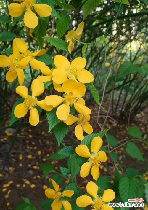 探寻以棣棠花为主题的花语 以棣棠花的花语