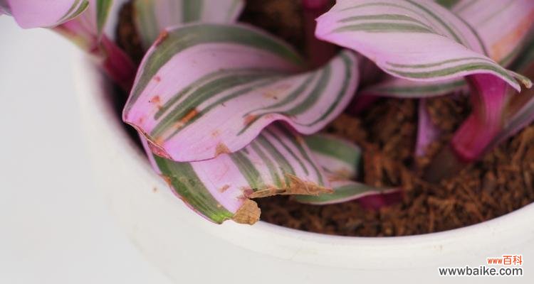 吊兰的花语及其心灵治愈作用 吊兰花语