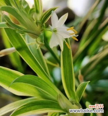 吊兰的花语及其心灵治愈作用 吊兰花语