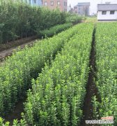 寓意深远的冬青树花语 冬青树的花语