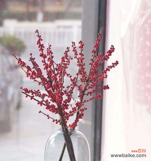 寓意深远的冬青树花语 冬青树的花语