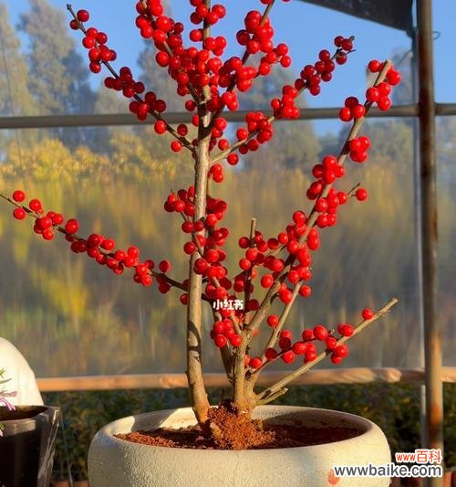 寓意深远的冬青树花语 冬青树的花语