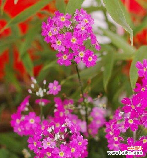 探寻以冬樱花 春天的绚丽与希望——樱花的花语