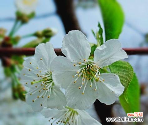 探寻以冬樱花 春天的绚丽与希望——樱花的花语