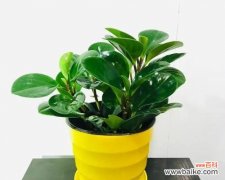 美丽与希望的绿色使者 花开豆瓣绿，传递爱的语言