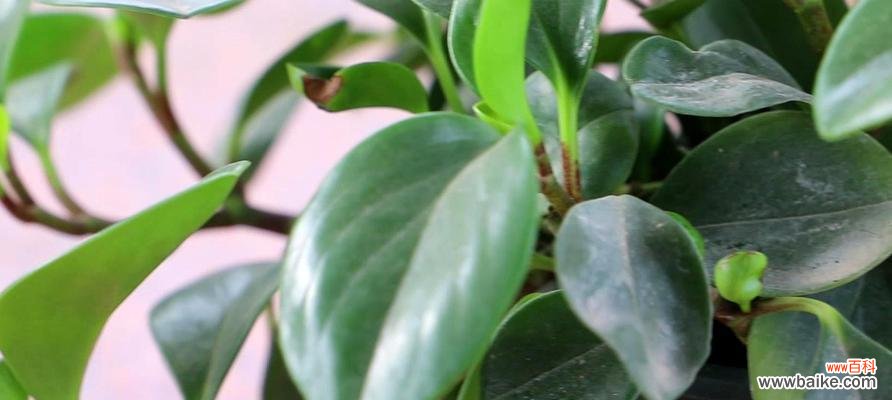 美丽与希望的绿色使者 花开豆瓣绿，传递爱的语言