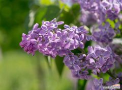 探寻丁香花的花语与象征意义 丁香花