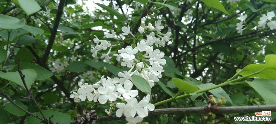 揭示丁香花的秘密 丁香花语与寓意