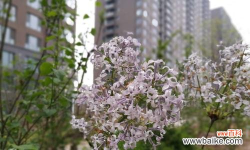 揭示丁香花的秘密 丁香花语与寓意