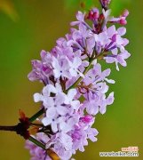 美丽与忠诚的丁香花 丁香花的花语与象征意义