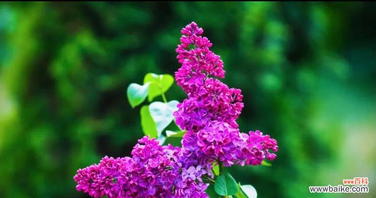 美丽与忠诚的丁香花 丁香花的花语与象征意义