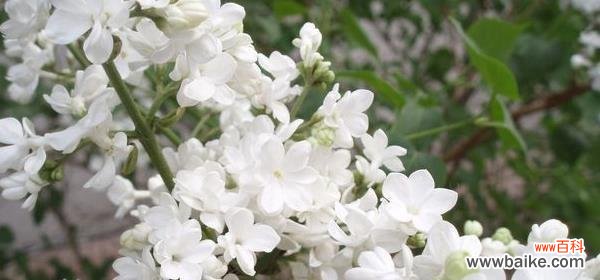 丁香花的花语传递幸福与希望 丁香花语的美妙寓意