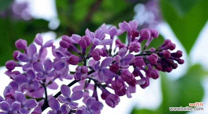 丁香花的花语传递幸福与希望 丁香花语的美妙寓意