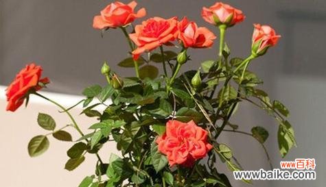 冬季代表花之盛开姿态及意义 冬日花开，美丽如春