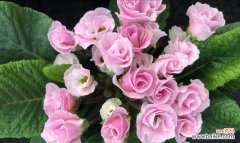 冬季代表花之盛开姿态及意义 冬日花开，美丽如春