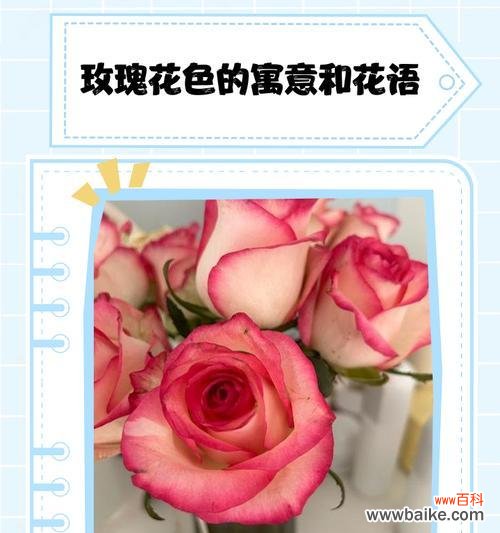 白色玫瑰花的寓意是什么？白色玫瑰代表了什么？