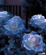 蓝色玫瑰花的寓意是什么？它的花语有哪些？