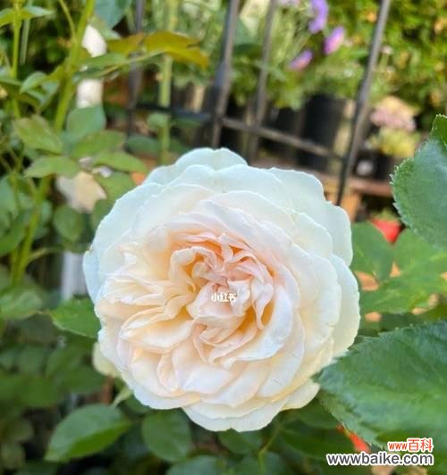 戴白色花的寓意是什么？白色花象征着什么？