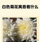 戴白色花的寓意是什么？白色花象征着什么？