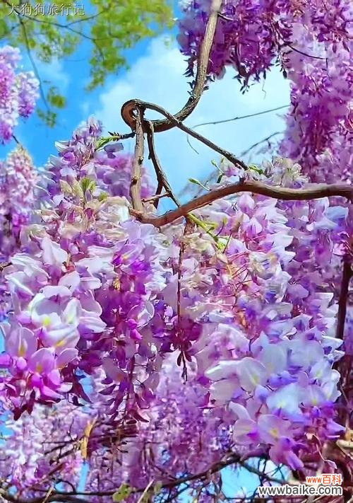 紫色花的寓意是什么？紫色花朵代表什么含义？