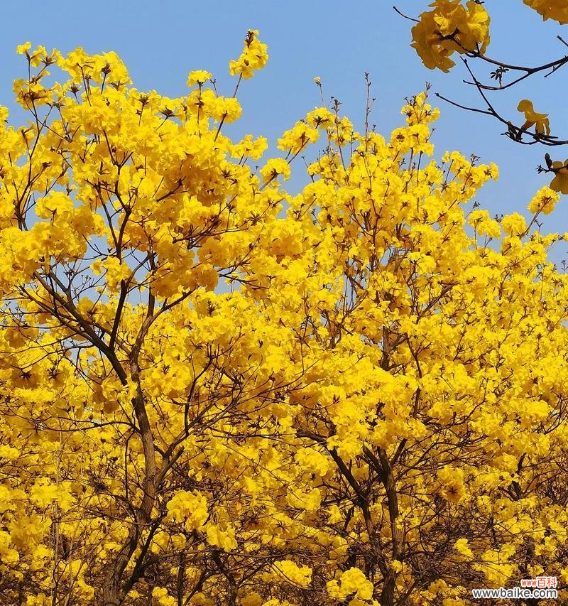 风花节代表了什么？