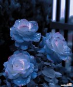 哪种花的花语是希望成功？