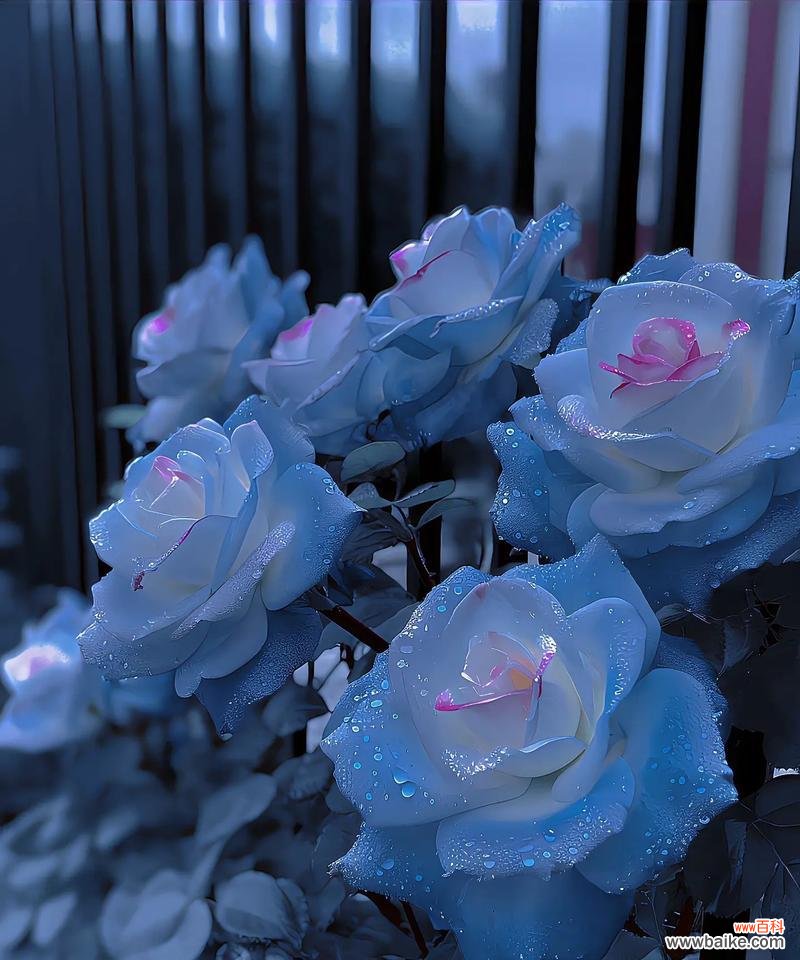 哪种花的花语是希望成功?