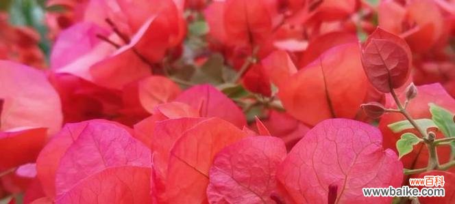 剪红色花代表什么意义？红色花的剪裁寓意何在？