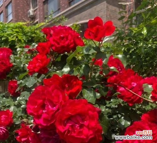 剪红色花代表什么意义？红色花的剪裁寓意何在？