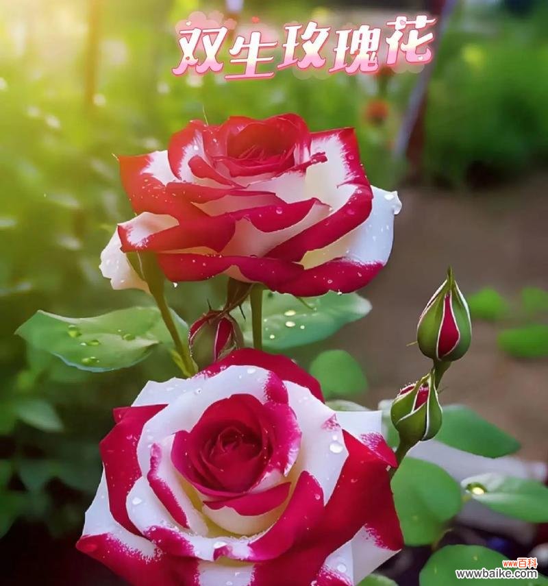 月季花不同颜色的寓意是什么?选择哪种颜色表达爱意?