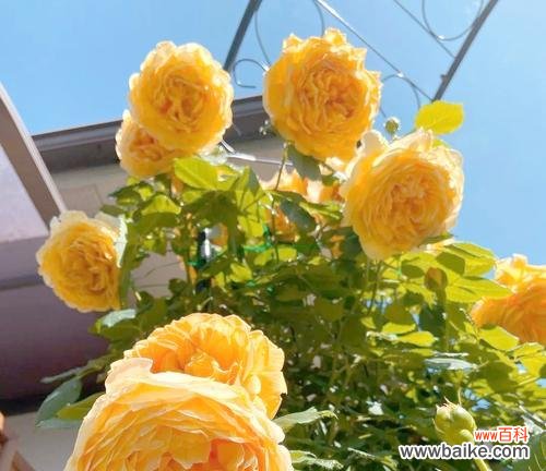 月季花不同颜色的寓意是什么?选择哪种颜色表达爱意?