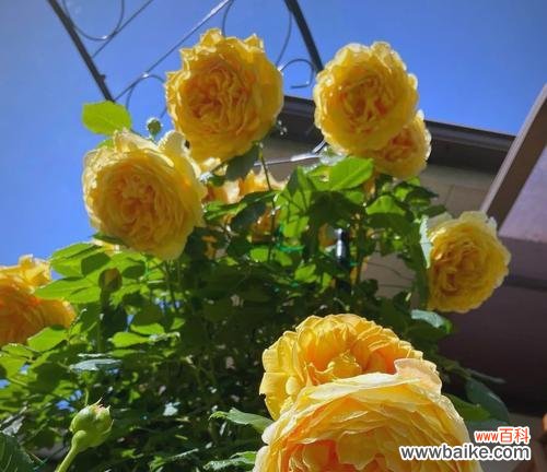 月季花不同颜色的寓意是什么?选择哪种颜色表达爱意?