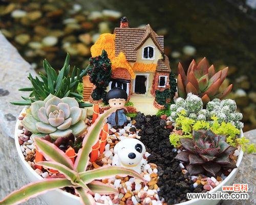 教师节送七色花盆栽有何特别含义？