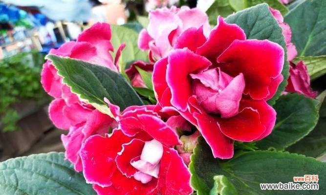 教师节送七色花盆栽有何特别含义？