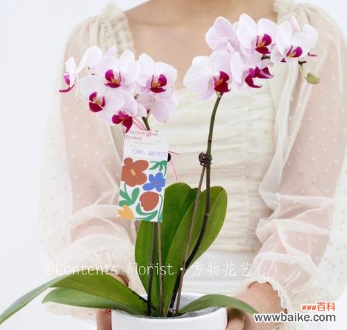 教师节送七色花盆栽有何特别含义？