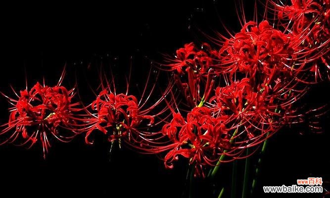 彼岸花黑色代表了什么？彼岸花的黑色含义是什么？