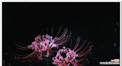 彼岸花黑色代表了什么？彼岸花的黑色含义是什么？