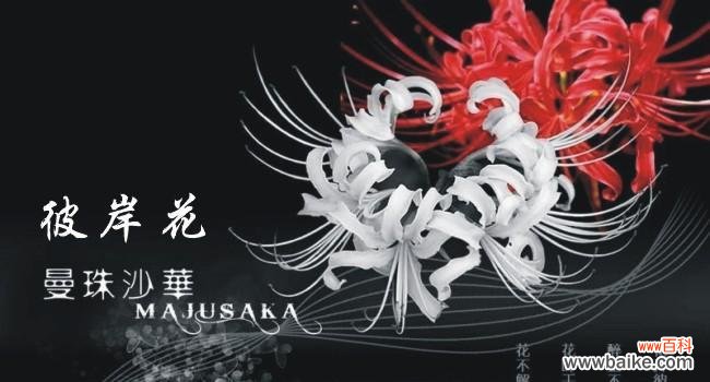 彼岸花黑色代表了什么？彼岸花的黑色含义是什么？