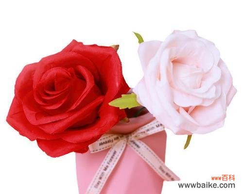 探寻粉色玫瑰的浪漫与温柔 粉色玫瑰的象征意义及用途