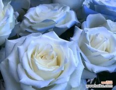 碎冰蓝玫瑰的美丽、纯洁和坚韧 碎冰蓝玫瑰的花语和寓意