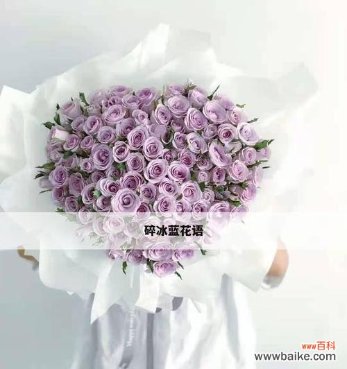 揭开碎冰蓝玫瑰的花语之谜 碎冰蓝玫瑰