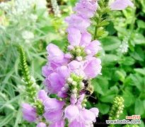 生命中的自由之风，随意草的花语 随意草的花语