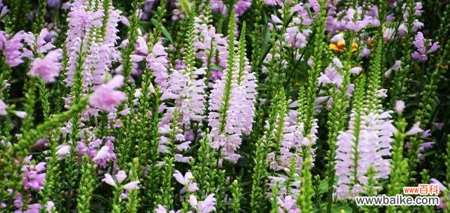 揭开随意草背后的深意 随意草的花语与意义