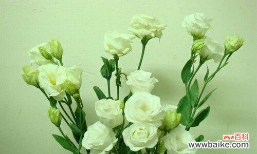 探究碎冰蓝洋桔梗的深层内涵,了解它的花语与意义 碎冰蓝洋桔梗的花语与意义