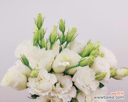 探究碎冰蓝洋桔梗的深层内涵,了解它的花语与意义 碎冰蓝洋桔梗的花语与意义